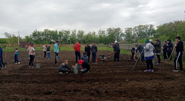 Посадка овощей на пришкольном участке..